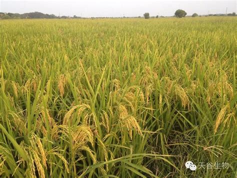 種稻高原逢旱歲 屬水的人缺什麼